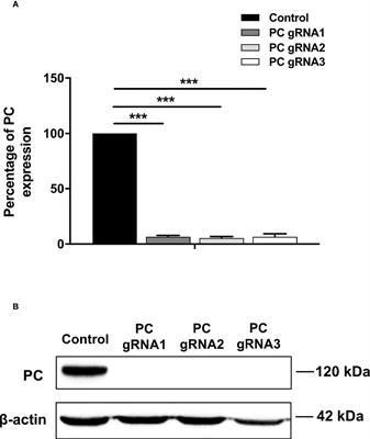 CRISPR Cas9-mediated ablation of pyruvate carboxylase gene in colon cancer cell line HT-29 inhibits growth and migration, induces apoptosis and increases sensitivity to 5-fluorouracil and glutaminase inhibitor